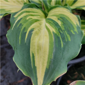 Hosta 'Lakeside Painsley Print'